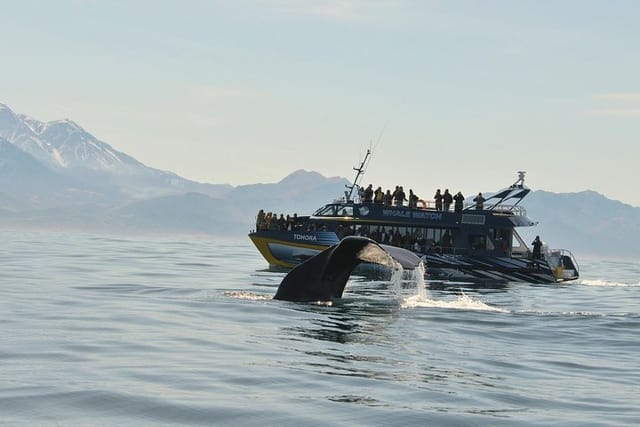 Kaikoura Whale Watch 